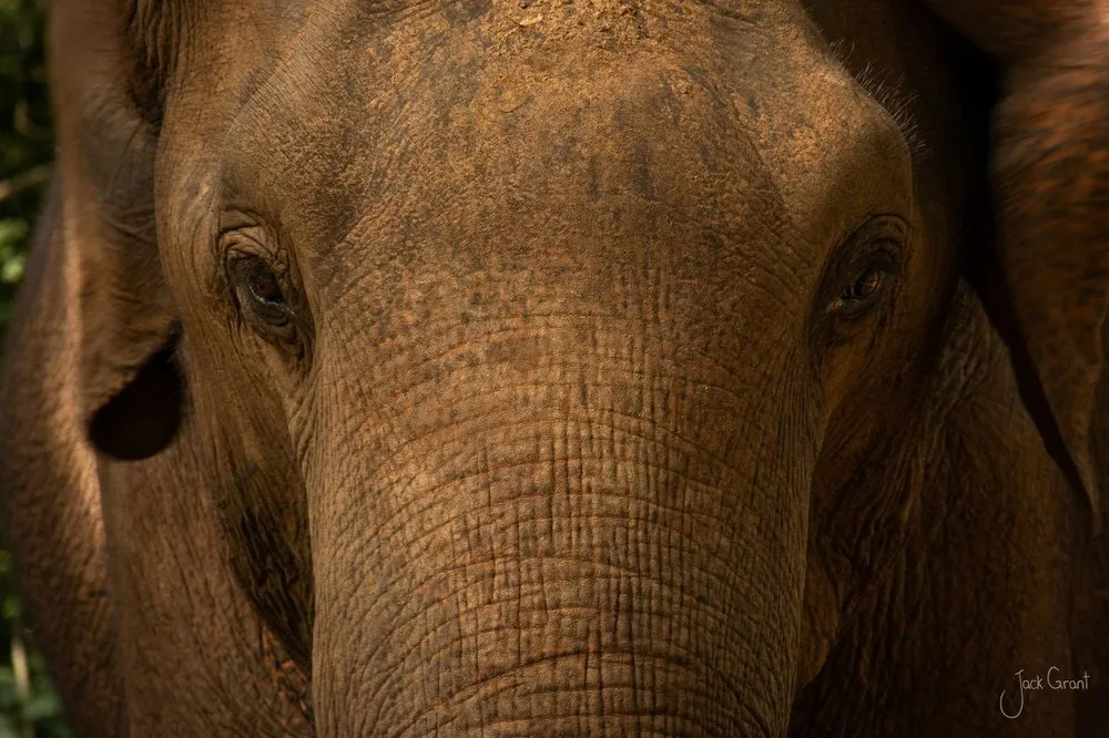 Close-up portrait of an Asian elephant's face and eyes in soft forest light - fine-art wildlife print