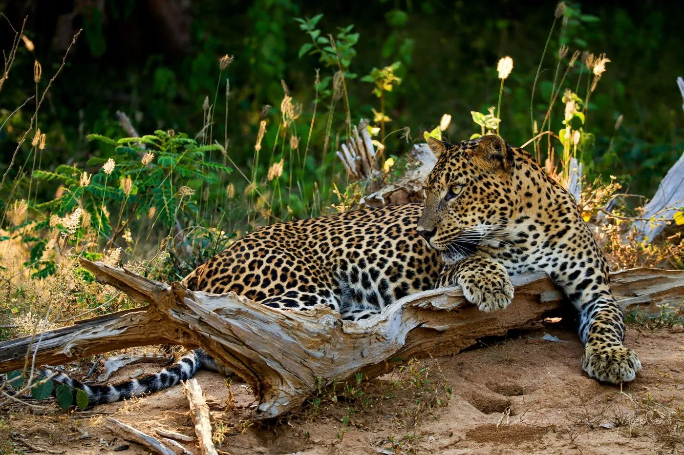 Sri Lankan leopard reclining on a fallen log in golden afternoon light - fine-art wildlife print