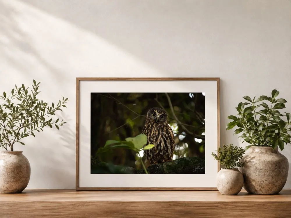 Framed fine-art print of a ruru, the New Zealand morepork owl, on a shelf in a warm room