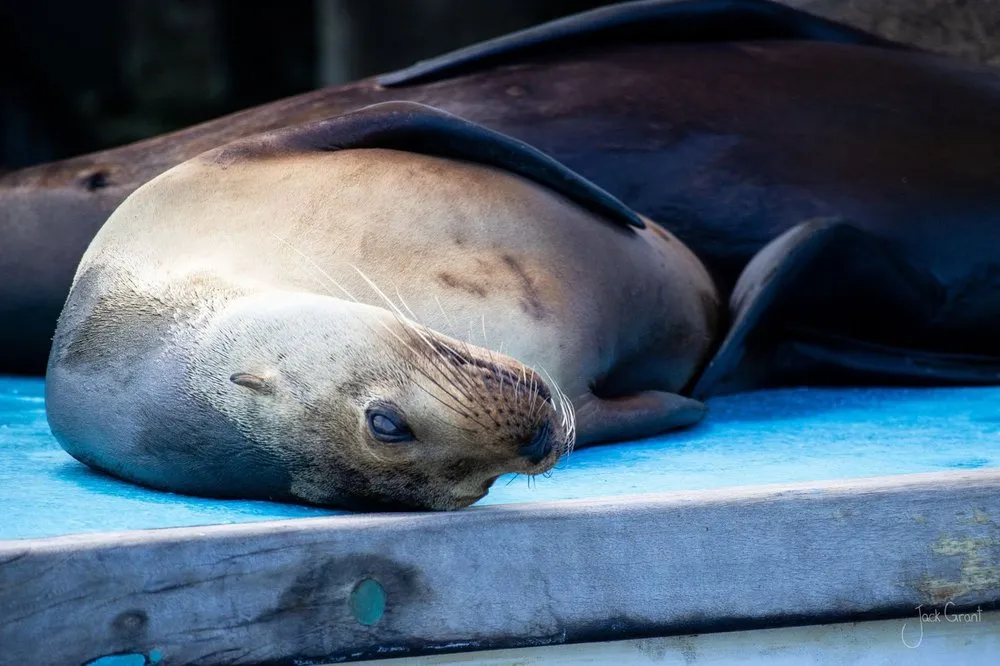Galapagos sea lion asleep on a blue boat deck - fine-art wildlife print