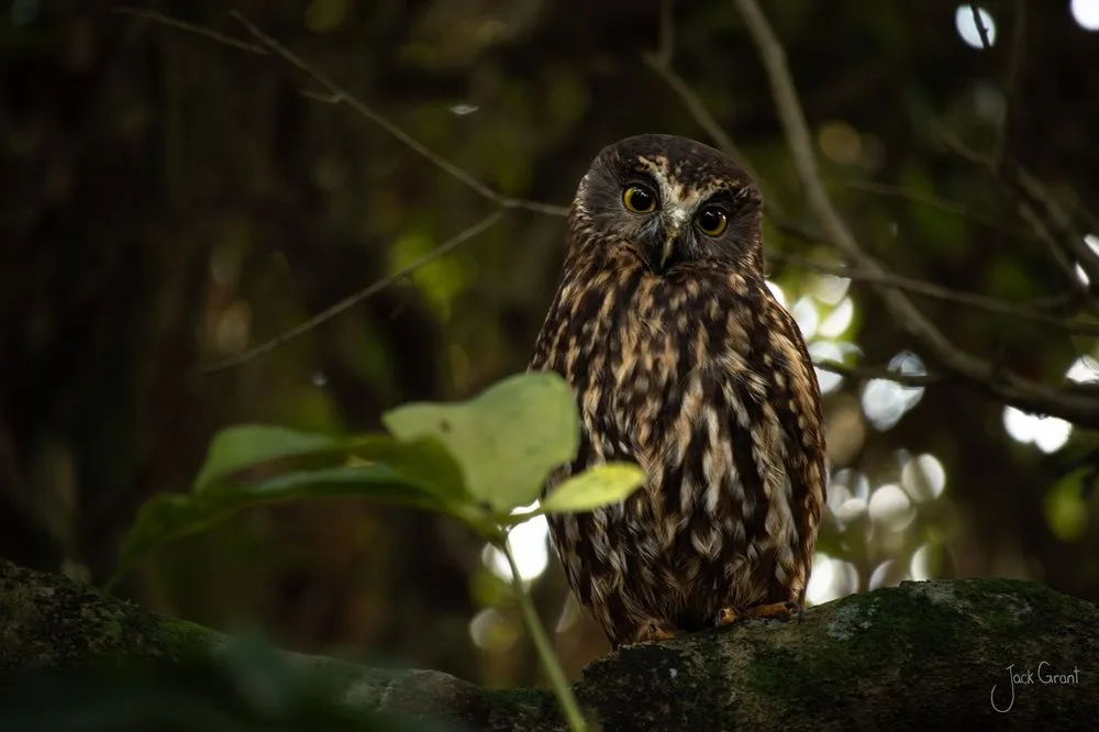 Ruru, the New Zealand morepork owl, perched on a mossy branch - fine-art wildlife print