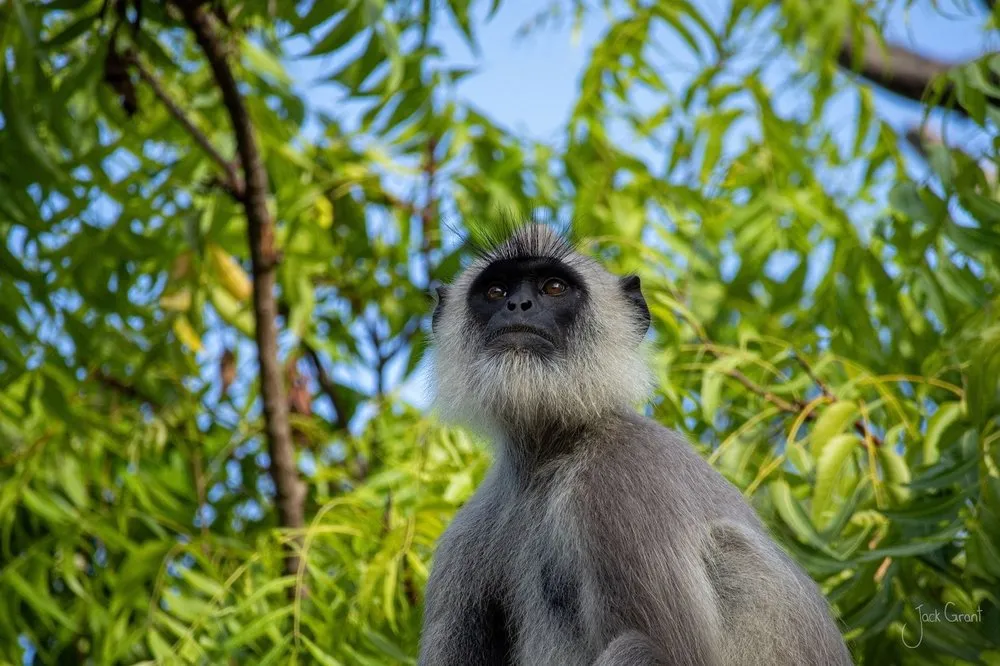 Grey langur monkey looking up through green leaves, Sri Lanka - fine-art wildlife print