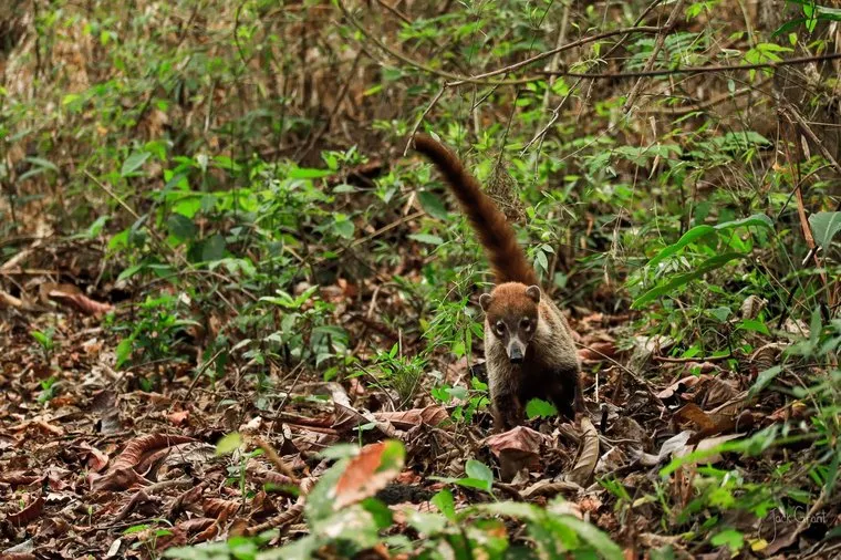 Coati foraging through leaf litter on the rainforest floor, Panama