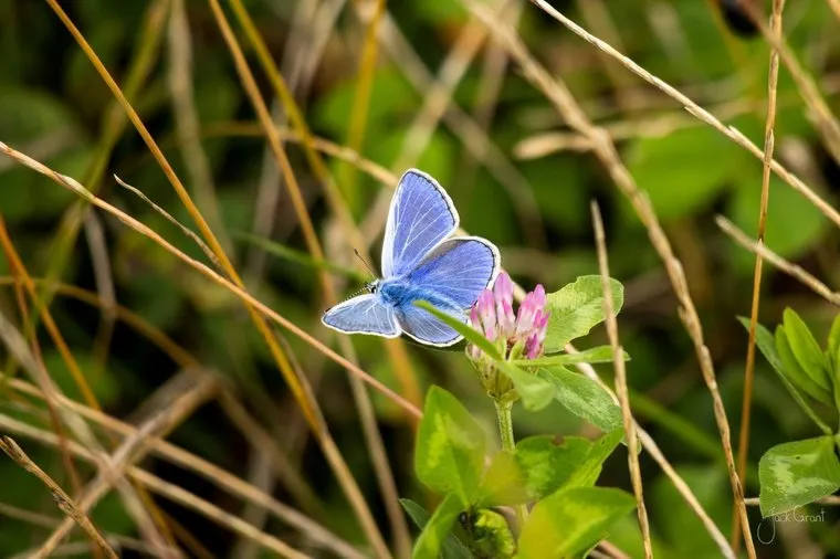 Common blue butterfly resting on a clover flower in summer grass, South Downs, England