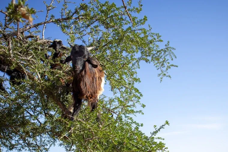 Goats standing high in the branches of an argan tree above the dry earth, Morocco