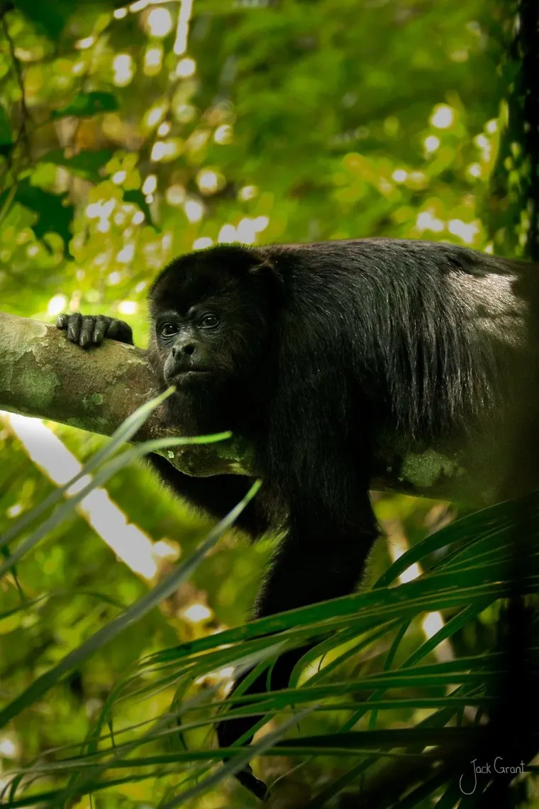 Howler monkey climbing through jungle canopy, backlit by green light, Guatemala