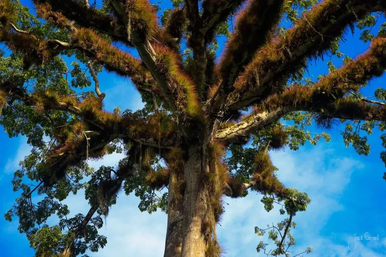 Looking straight up the trunk of a giant ceiba tree into blue sky, Guatemala