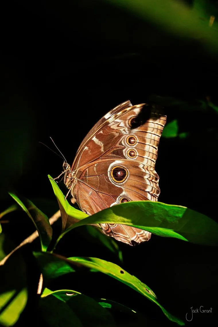 Blue morpho butterfly resting with wings closed on a leaf in dark rainforest, Guatemala