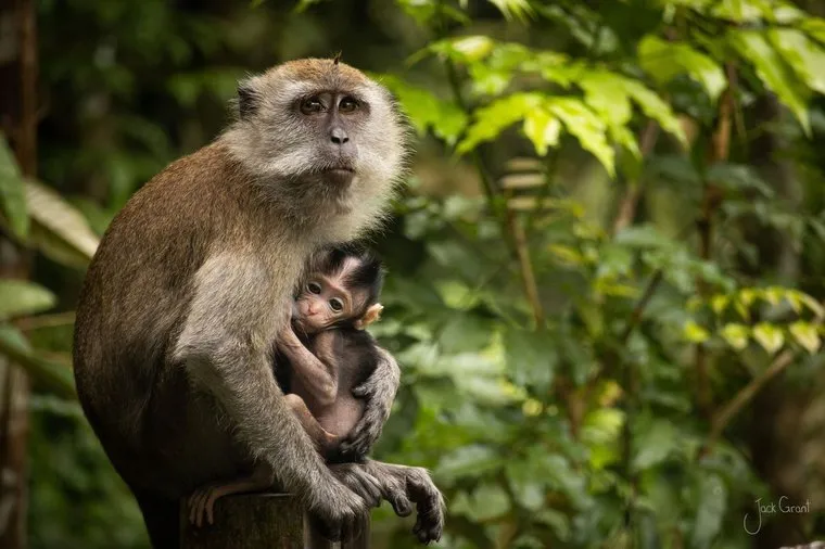 Long-tailed macaque holding her infant close, sitting on a post in green rainforest, Singapore