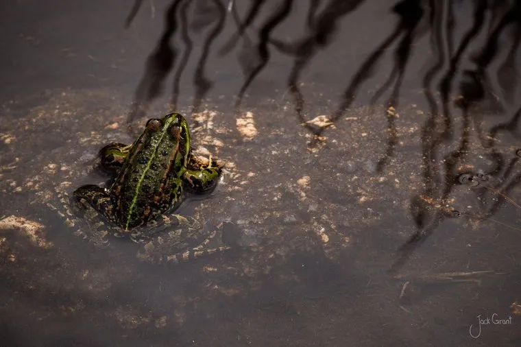 Green frog sitting motionless in a shallow pool at dusk, Portugal