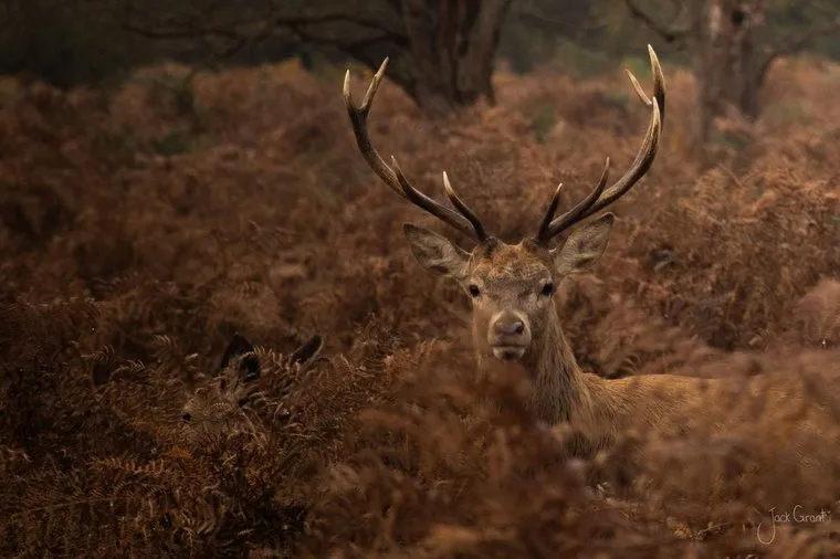 Red deer stag with full antlers standing head-on in autumn bracken, Bushy Park, London