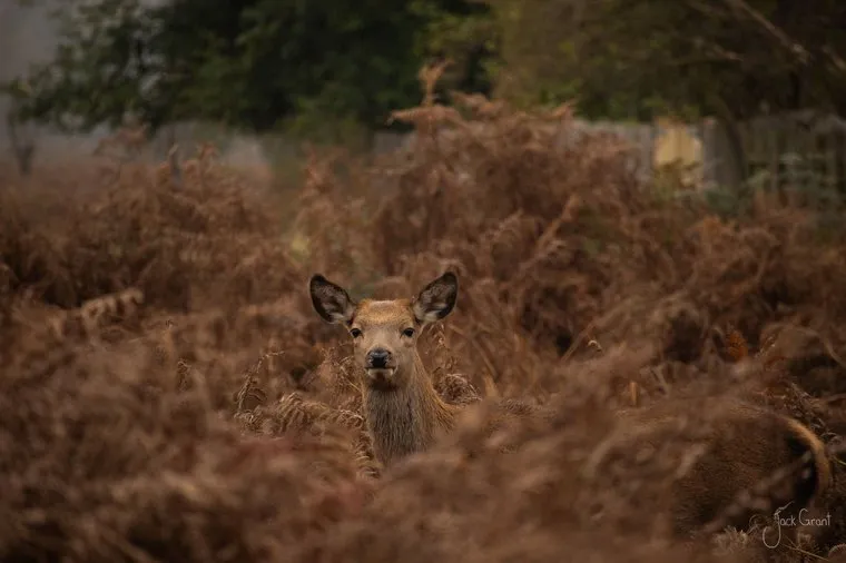 Red deer hind looking through deep russet bracken in autumn, Bushy Park, London