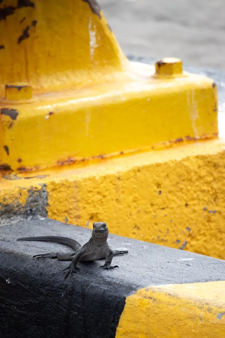 Marine iguana resting beside a bright yellow harbour bollard, Galapagos Islands