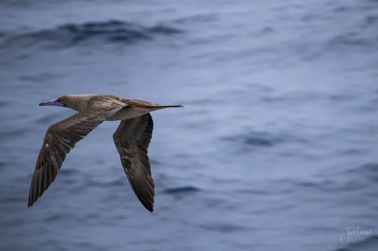 Booby skimming low over grey ocean swell, Galapagos Islands