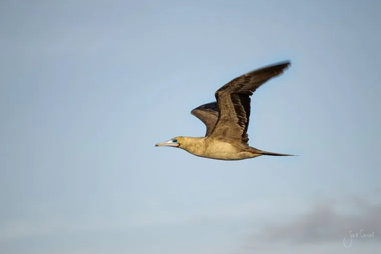 Booby gliding across a pale sky on outstretched wings, Galapagos Islands