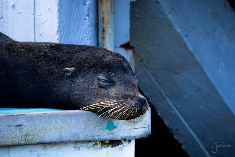 Galapagos sea lion sleeping against the white timber of a moored boat