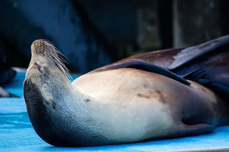 Galapagos sea lion stretched out and arching its back on a blue boat deck