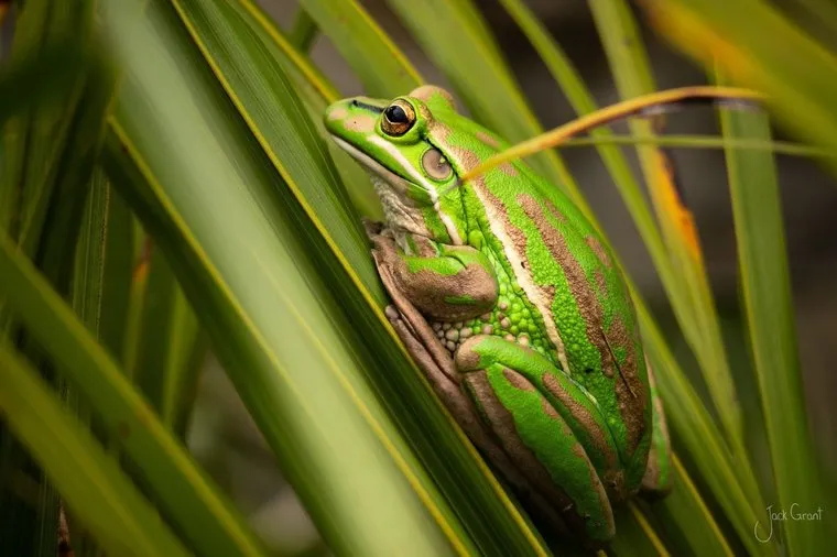 Green and golden bell frog in profile among sunlit flax blades, New Zealand