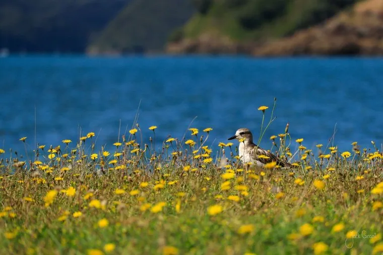 Small shorebird resting in a bank of yellow flowers above the sea, Bay of Islands, New Zealand