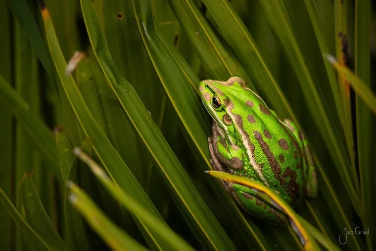 Green and golden bell frog resting on flax leaves, New Zealand