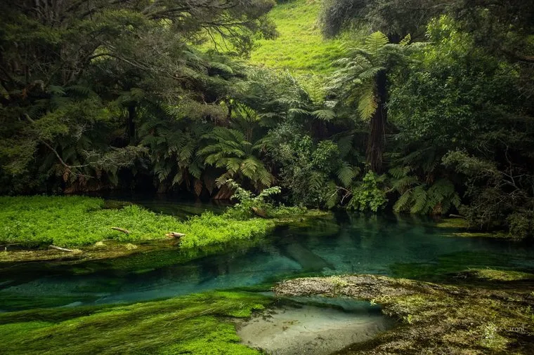 Bright green moss and turquoise water at the Blue Pools, Makarora, New Zealand