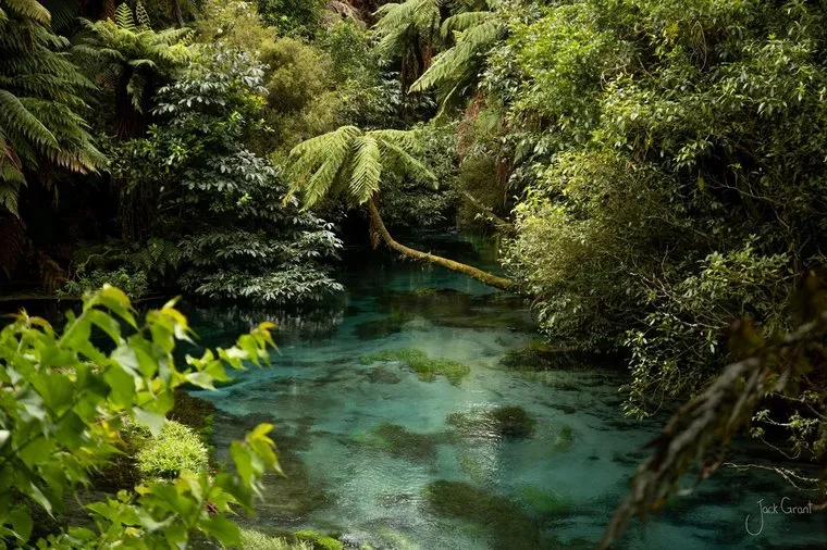 Turquoise glacial water framed by native ferns and beech forest, Blue Pools, New Zealand