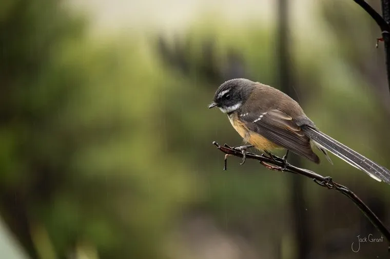 New Zealand fantail, piwakawaka, perched on a thin branch with its tail fanned