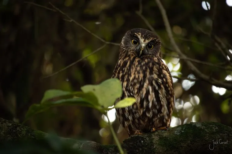 Ruru, the New Zealand morepork owl, perched on a mossy branch looking straight at the camera