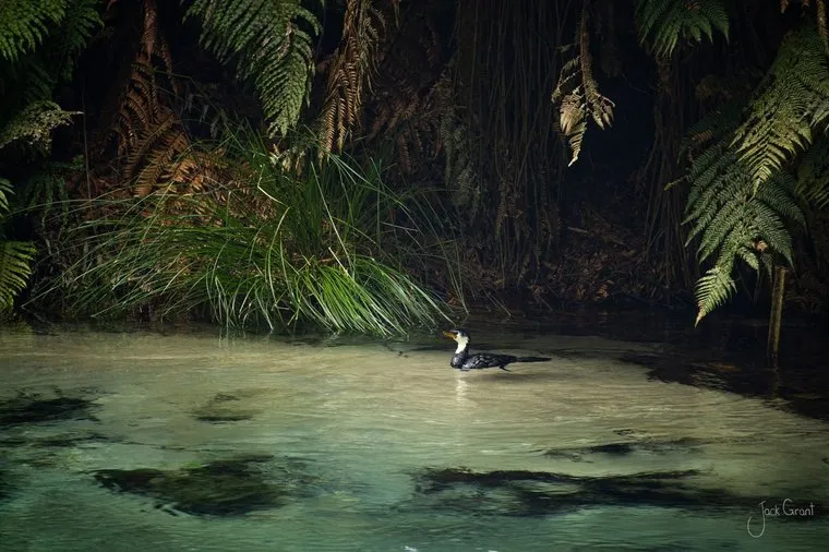 A lone waterbird on the pale turquoise shallows beneath native bush, Blue Pools, New Zealand