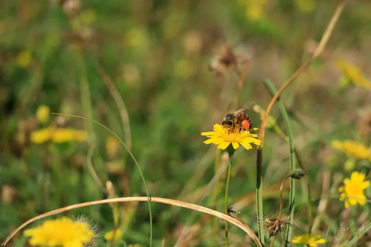 Bee feeding on a yellow wildflower in coastal grass, Bay of Islands, New Zealand