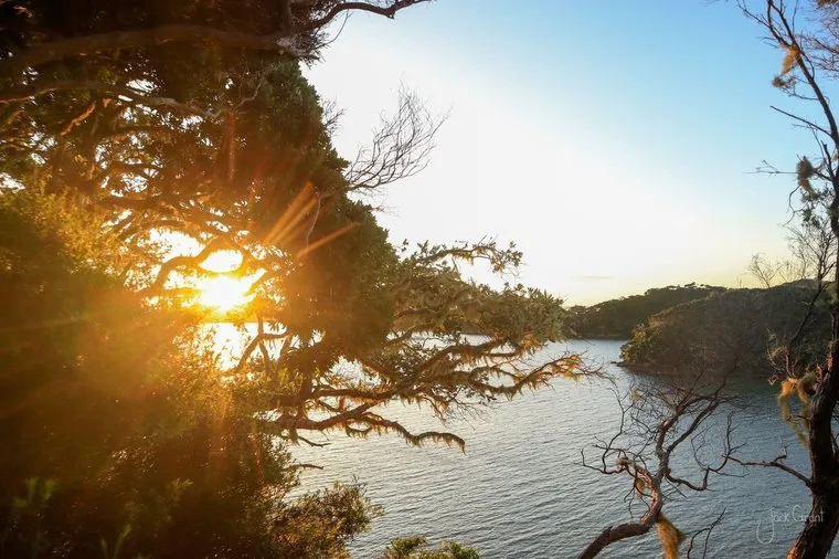 Late sun bursting through the branches of a coastal pohutukawa above the sea, New Zealand