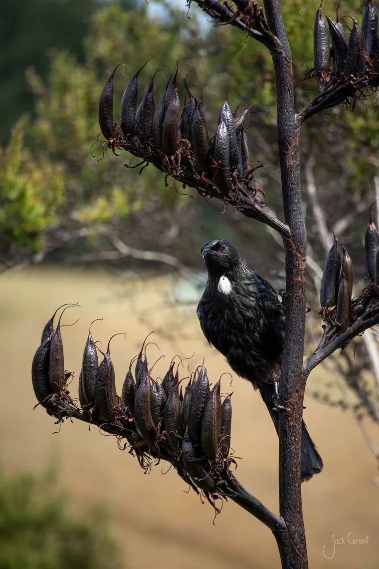 Tui perched on a flax flower stalk, its white throat tuft catching the light