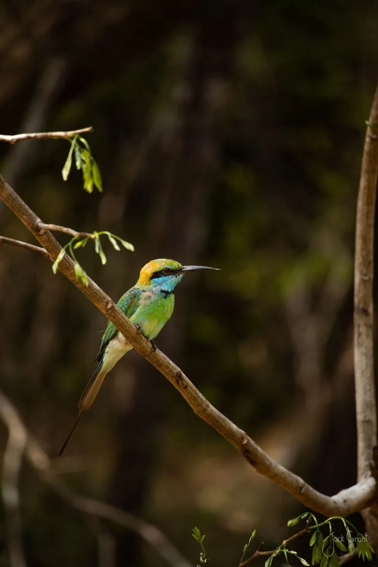 Green bee-eater perched on a thin branch in dappled forest light, Kumana National Park