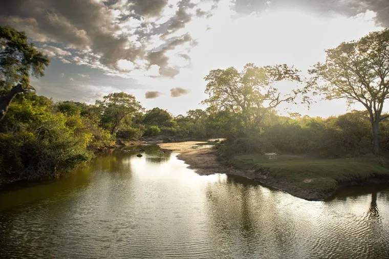 Still river reflecting golden evening light through the trees, Kumana National Park, Sri Lanka