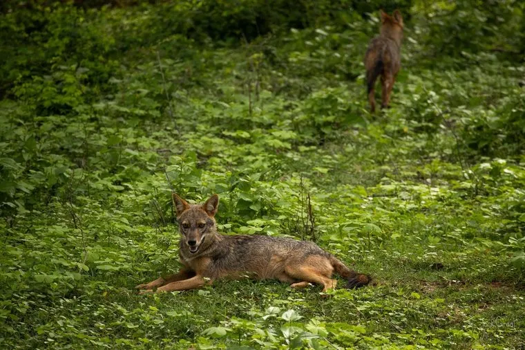 Golden jackal lying alert in thick green undergrowth, Yala National Park, Sri Lanka