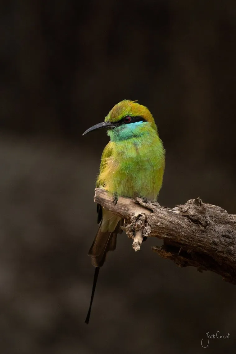 Green bee-eater perched on a bare branch against a dark background, Kumana National Park