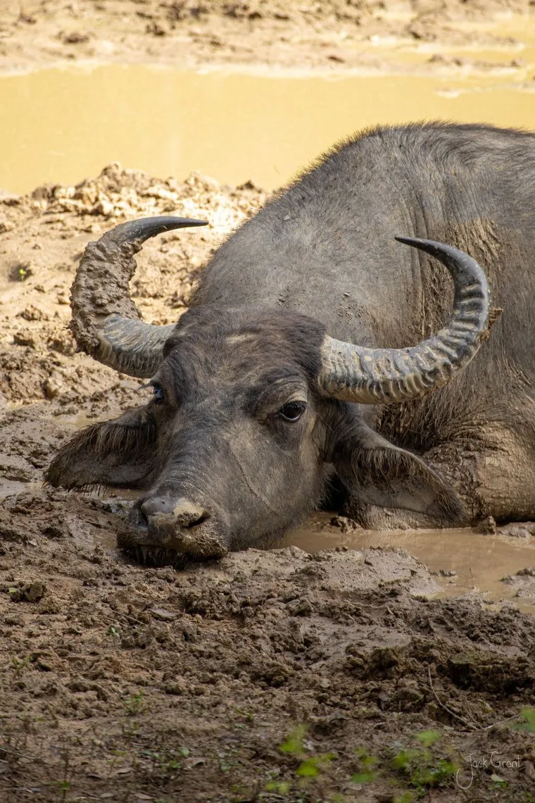Wild water buffalo resting in a mud wallow, horns curved back, Kumana National Park
