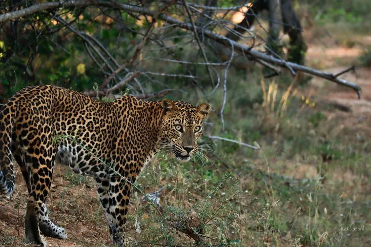 Sri Lankan leopard walking beneath a low branch through dry scrub