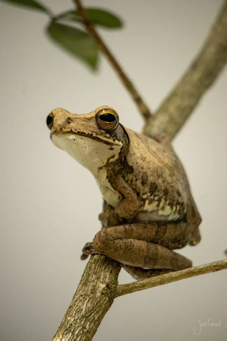 Tree frog perched on a slender branch against a pale background