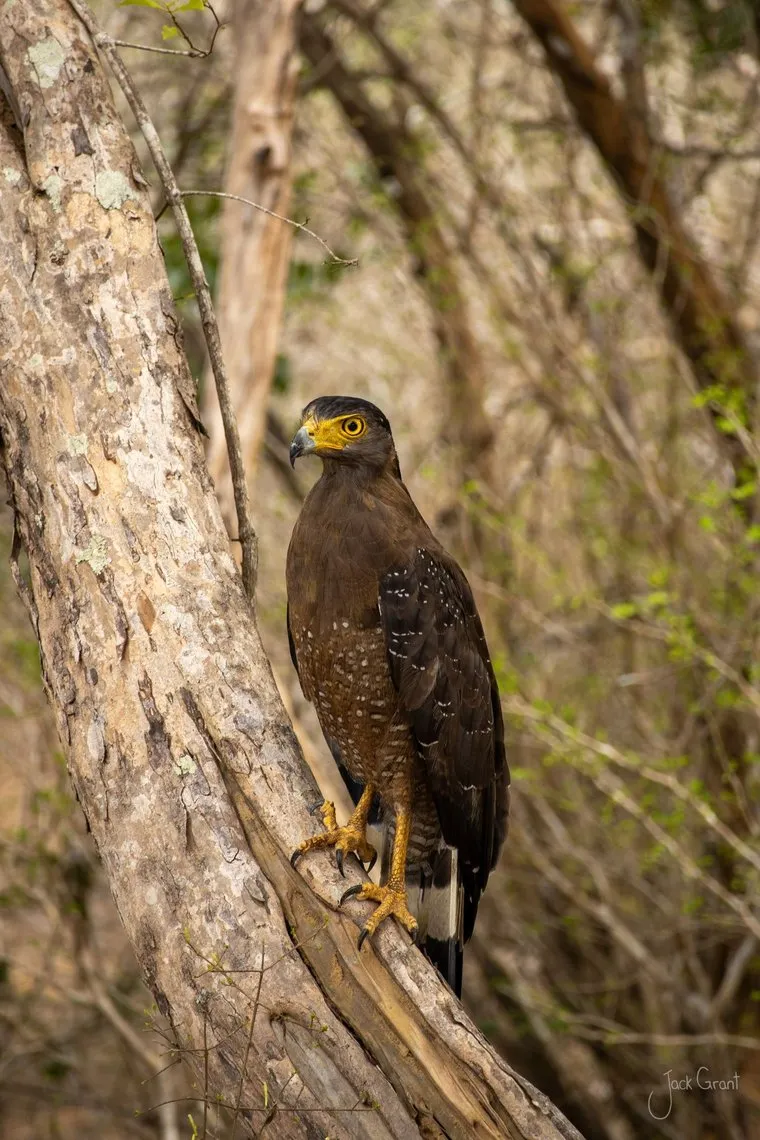 Crested serpent eagle perched on a tree trunk, Kumana National Park, Sri Lanka