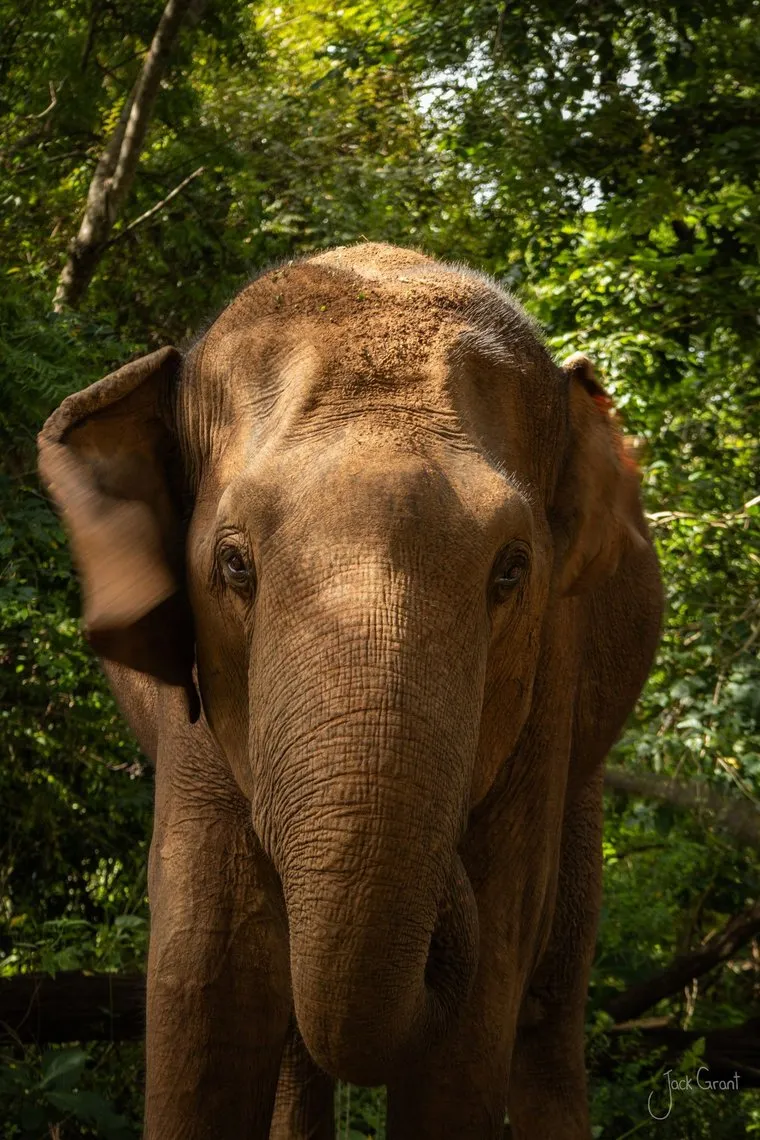 Asian elephant standing front-on in dense green forest with ears spread wide
