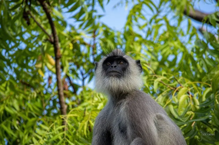 Grey langur monkey sitting in a tree looking upward through bright green leaves