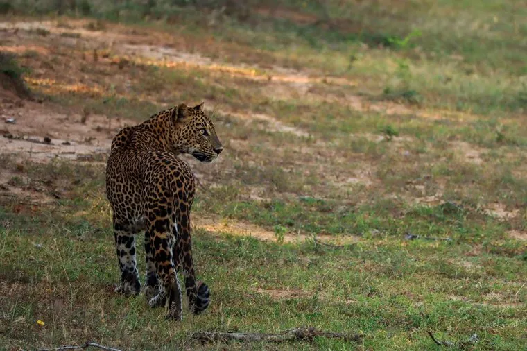Sri Lankan leopard standing alert on open grassland, side profile in warm light