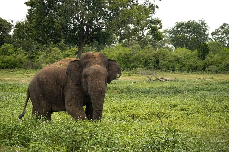 Two wild Asian elephants feeding side by side in tall green vegetation